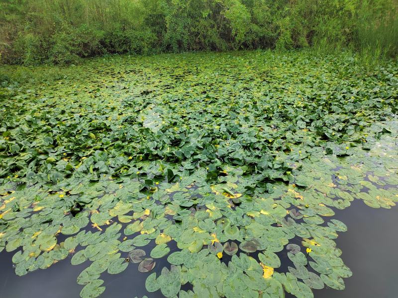 荇菜、萍逢草、水鳖、野生睡莲、水生植物、