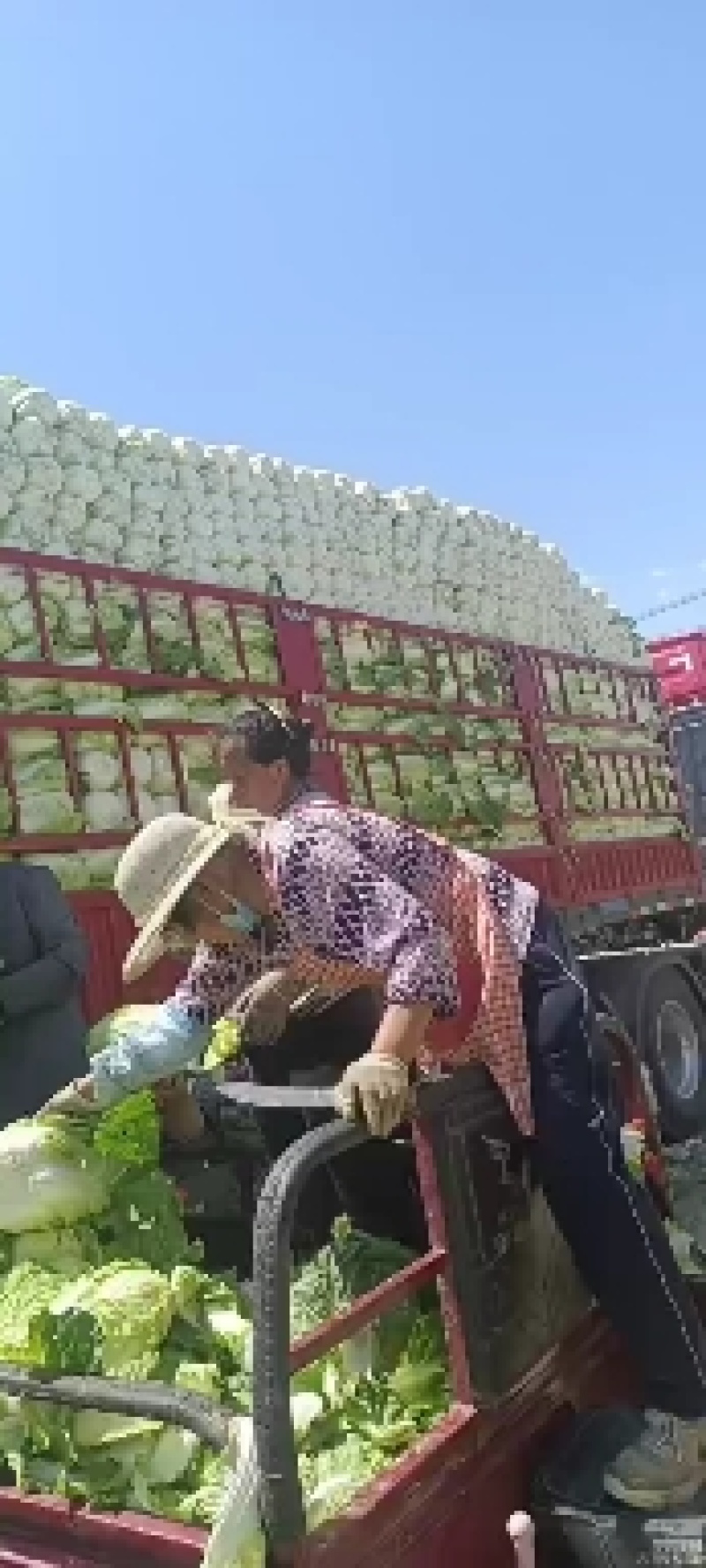 黄白菜玲珑阳春娃娃菜大头菜土豆莴笋甘蓝需要联系