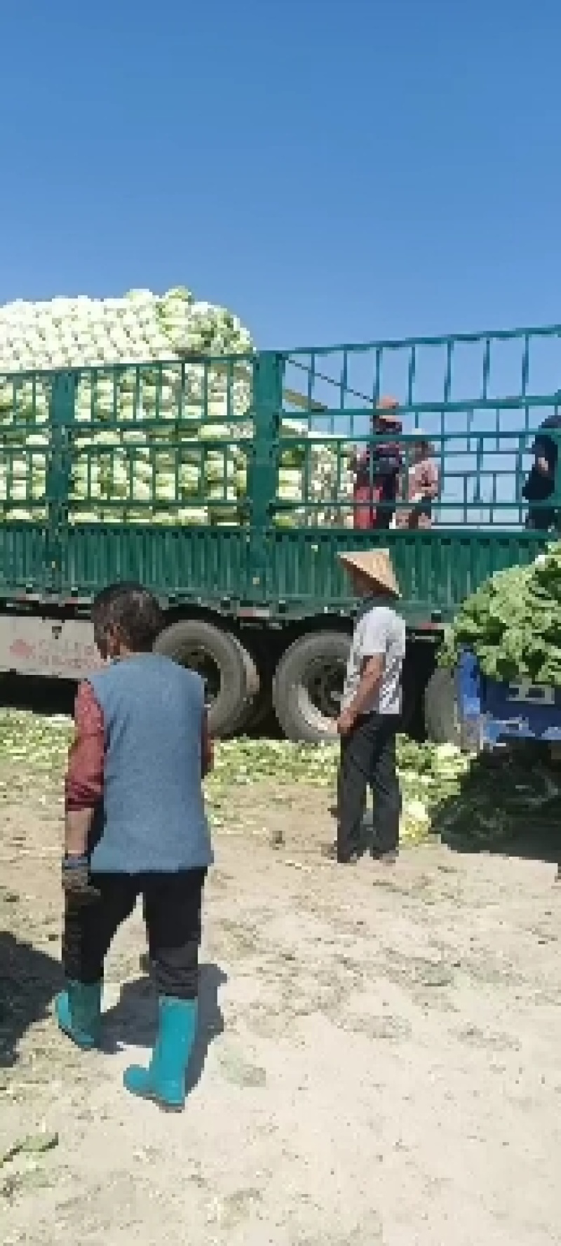 黄白菜玲珑阳春娃娃菜大头菜土豆莴笋甘蓝需要联系