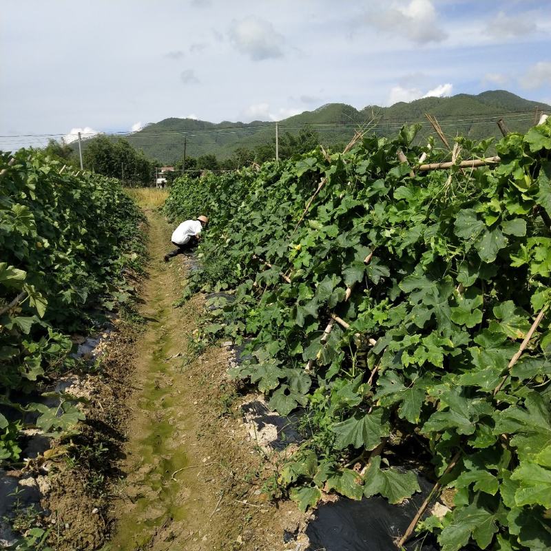 香芋冬瓜