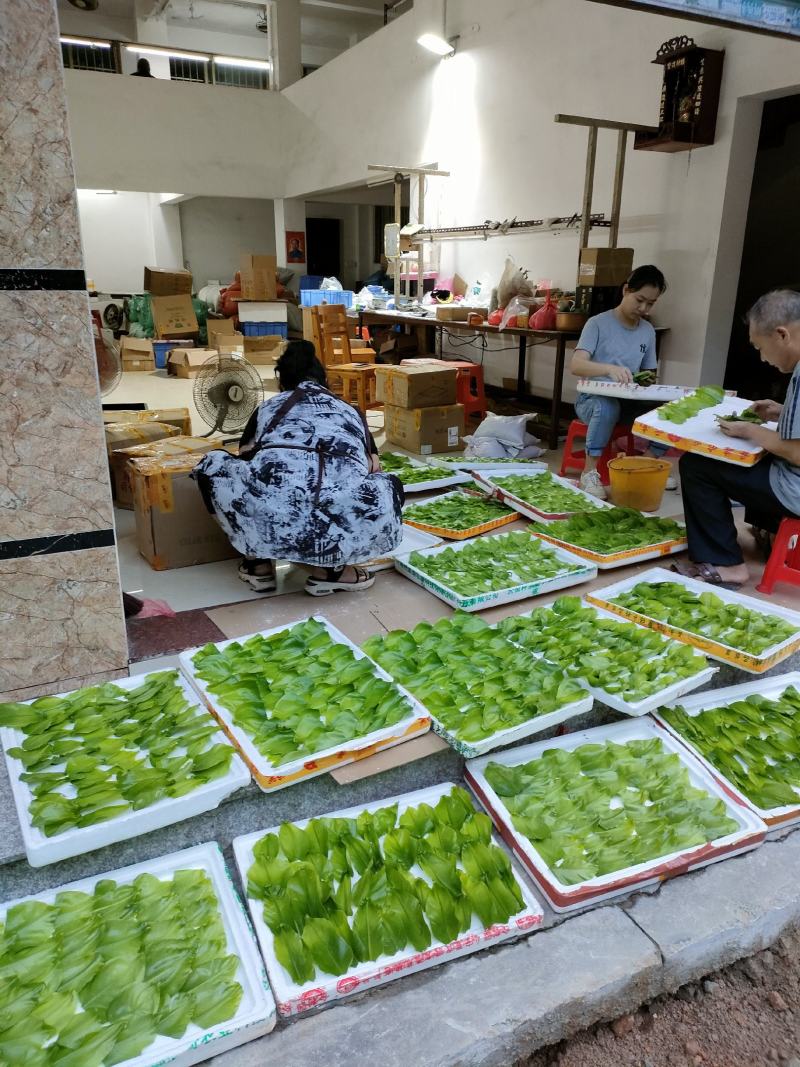 山野菜