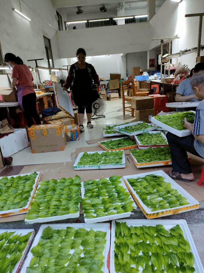 山野菜
