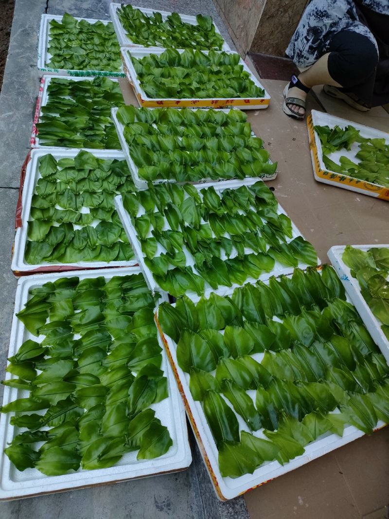 山野菜