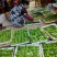 山野菜