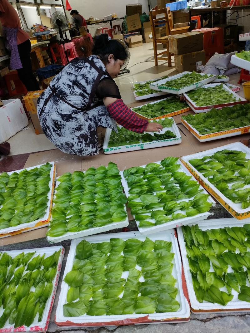 山野菜