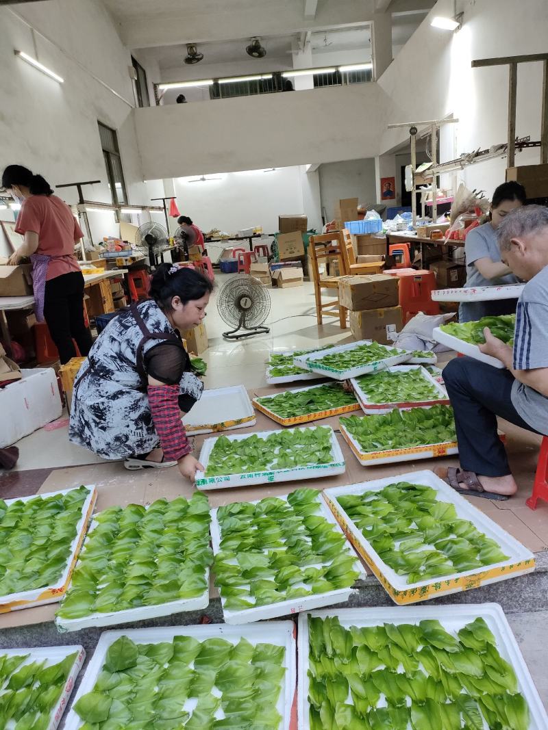 山野菜