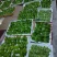 山野菜