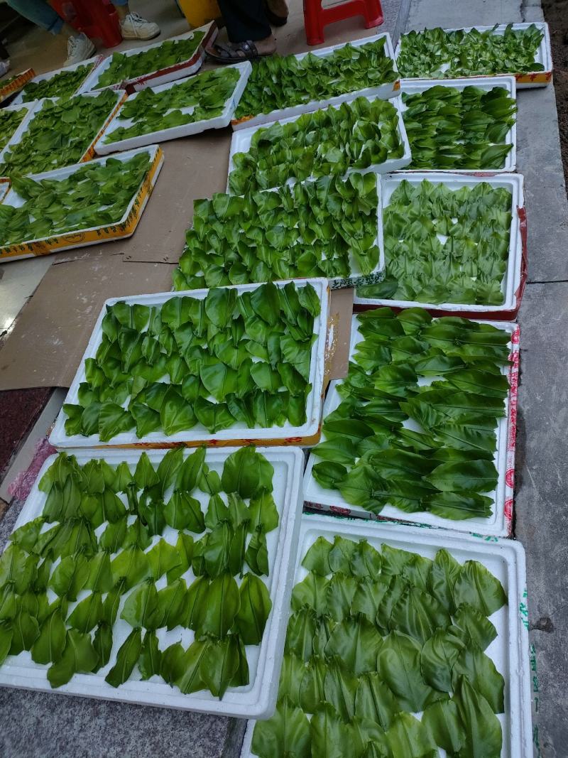山野菜