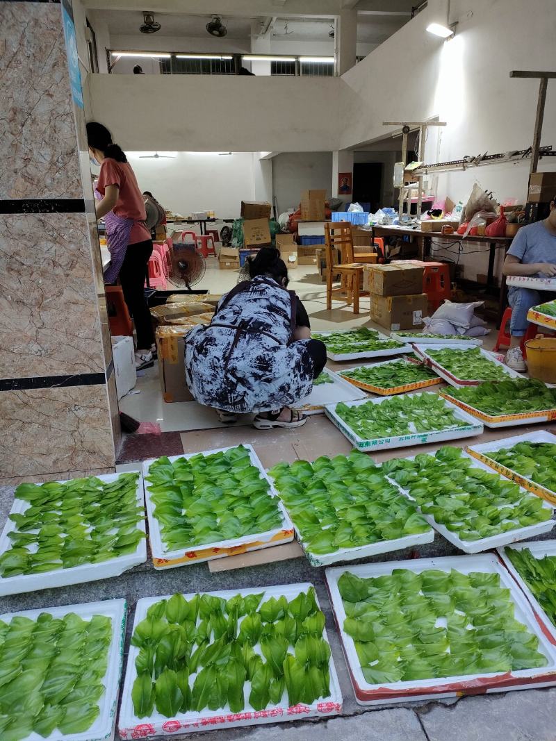 山野菜