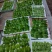 山野菜