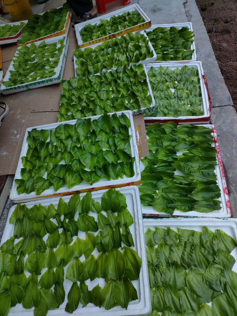 山野菜