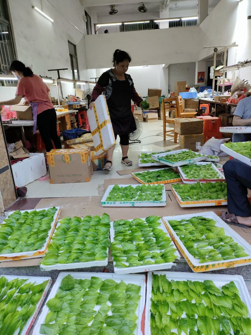 山野菜