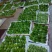 山野菜