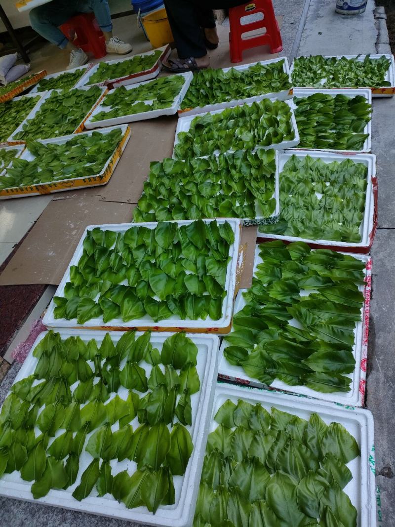 山野菜