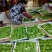 山野菜
