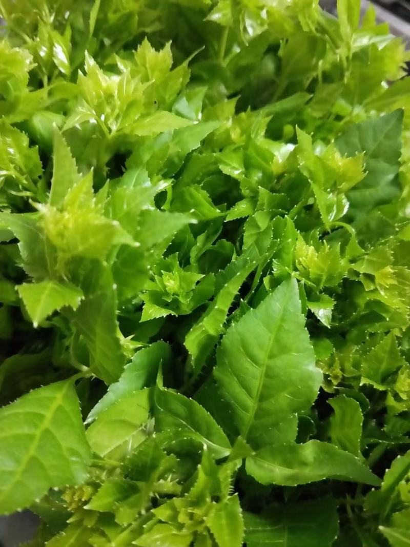 勒菜