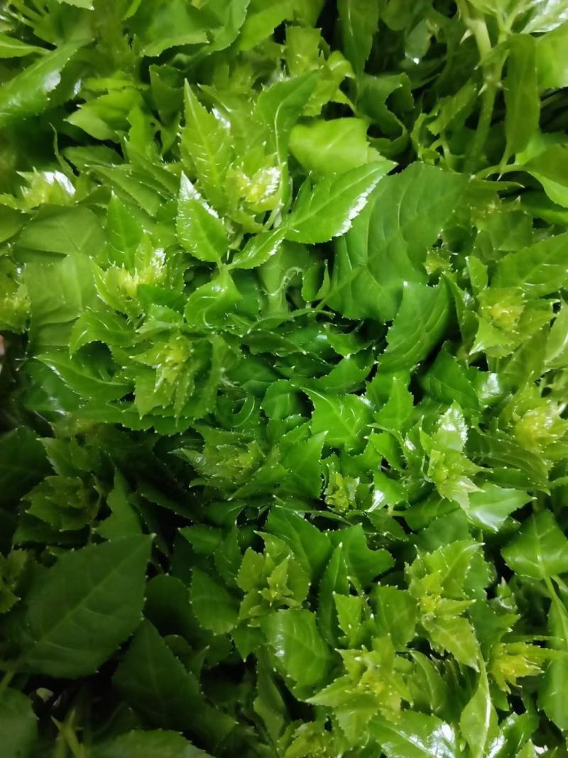 勒菜