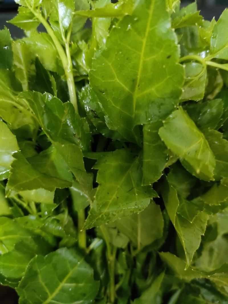 勒菜