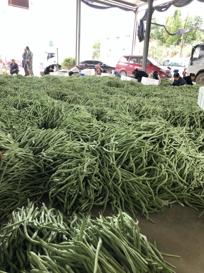 武山豆角大量上市中……