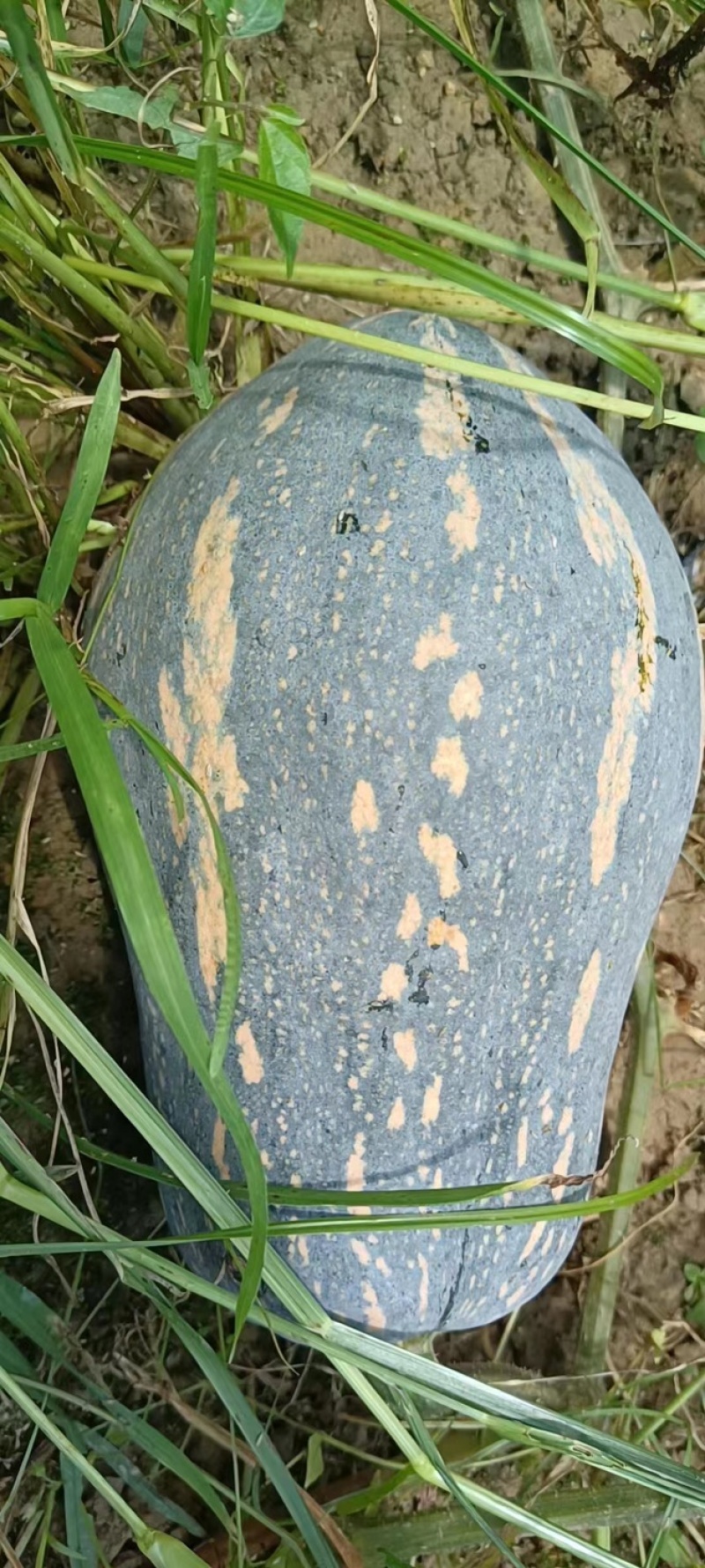 【香芋南瓜】广东香芋南瓜！产地直供！价格美丽！欢迎订购！