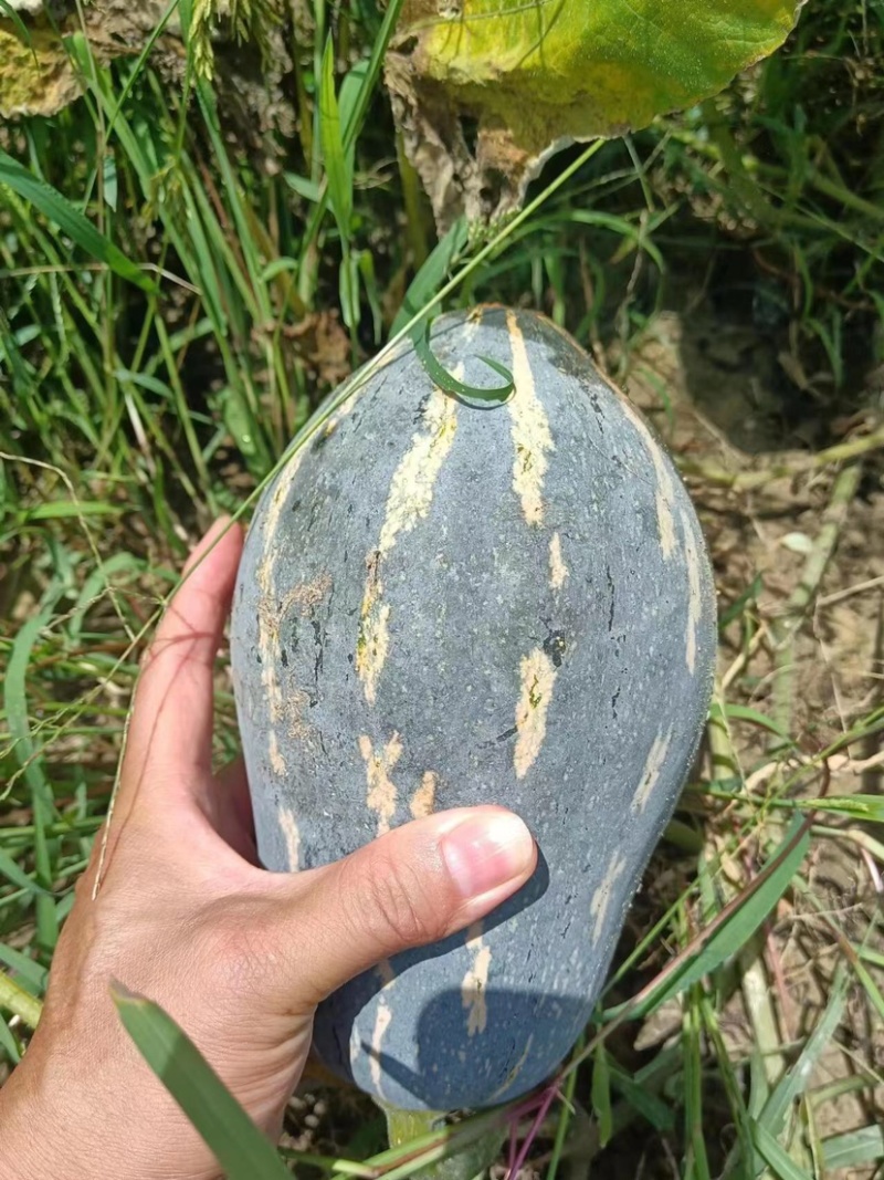 【香芋南瓜】广东香芋南瓜！产地直供！价格美丽！欢迎订购！