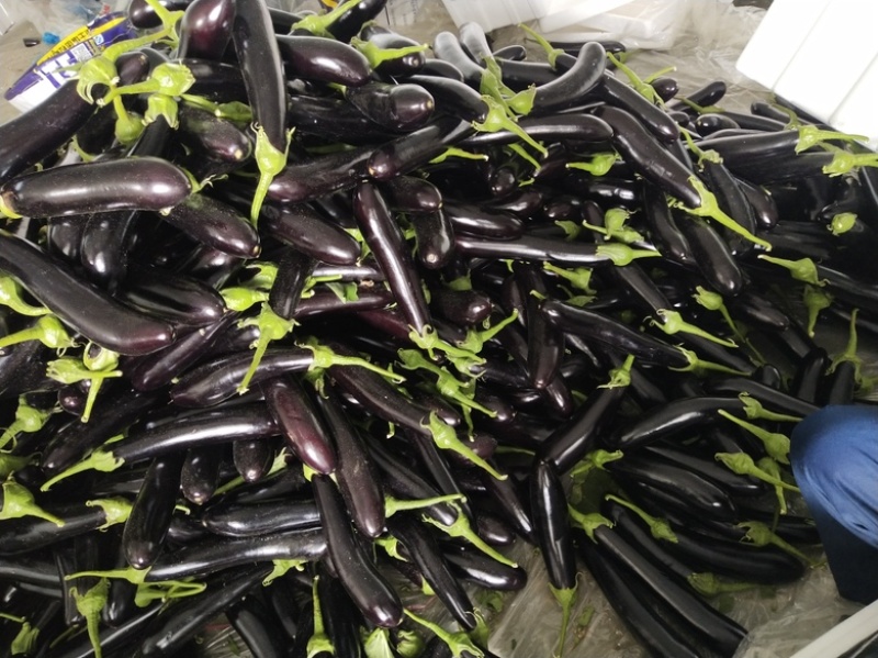 精品长茄长期供应质量保证价格优惠发往全国