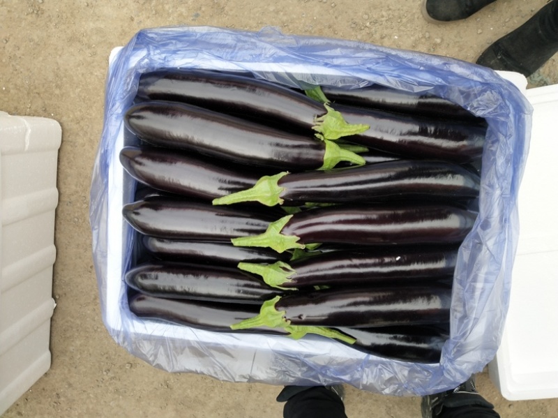 精品长茄长期供应质量保证价格优惠发往全国