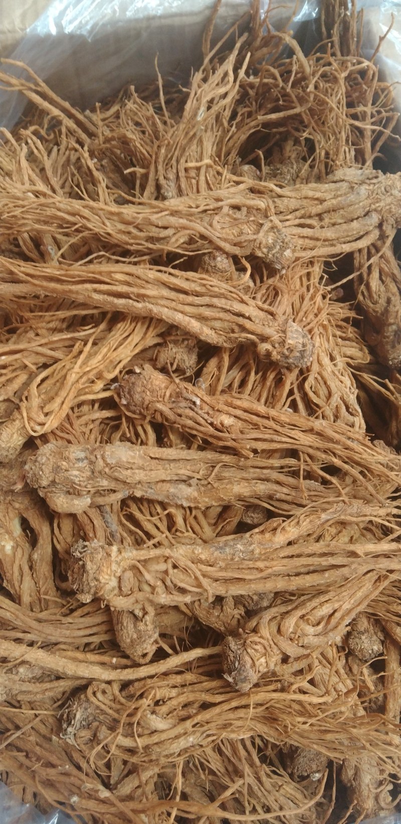 新货优质水洗黄当归条干度好大量上市，批零兼营，量大价更优