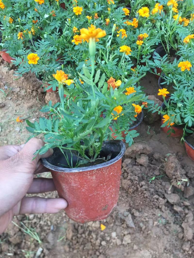 出售：双色盆孔雀草，欧石竹双色盆。芽多花开时间长