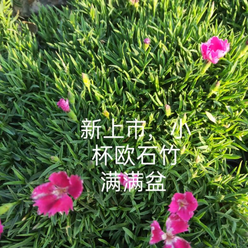 出售：双色盆孔雀草，欧石竹双色盆。芽多花开时间长