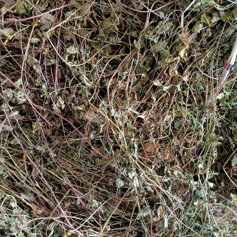 连钱草野生铜钱草新货晒干野生2023新货杂质少统