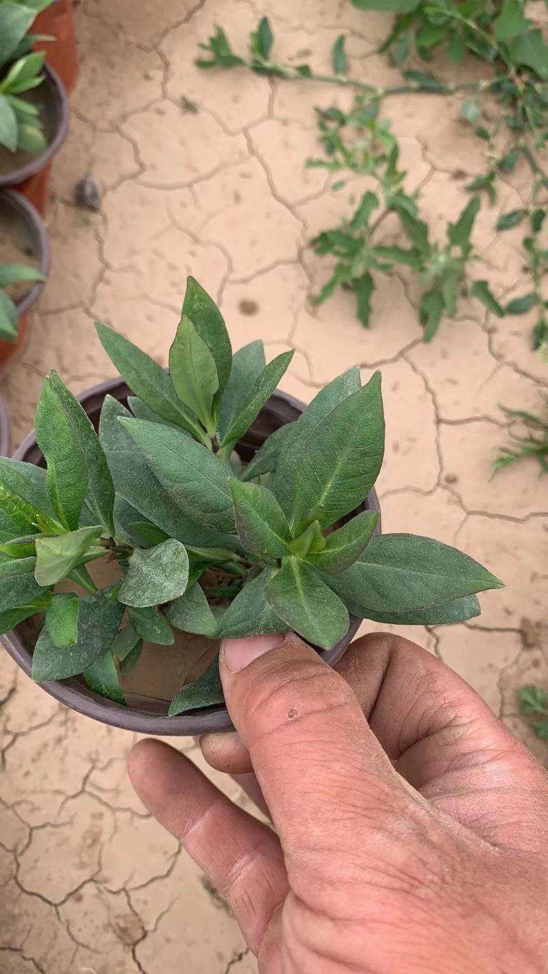 出售露天苗，千曲菜，松果菊，荷兰菊，白三叶，小盆福禄考
