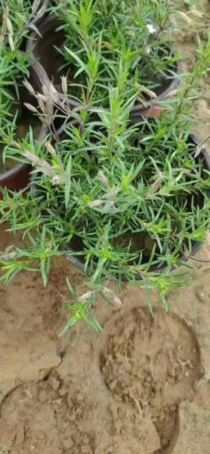 出售露天苗，千曲菜，松果菊，荷兰菊，白三叶，小盆福禄考