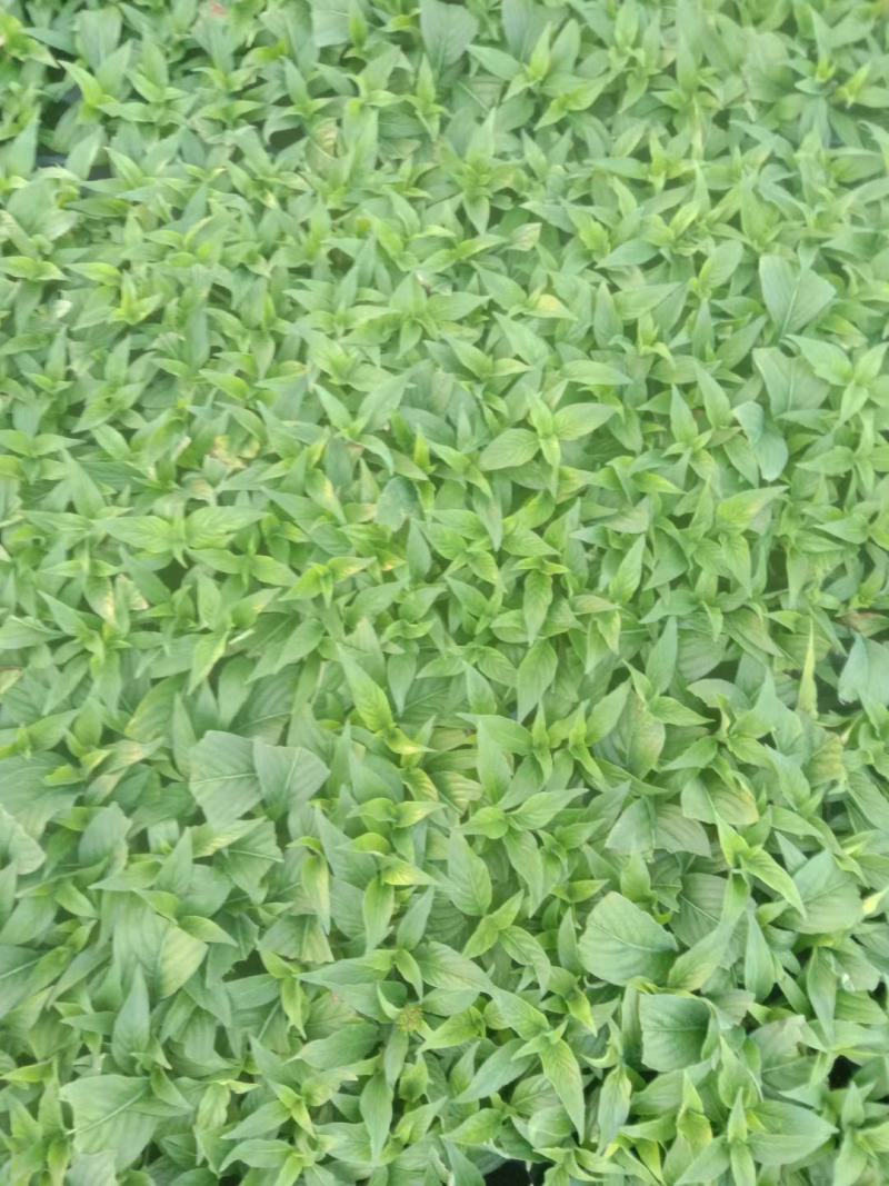 出售露天苗，千曲菜，松果菊，荷兰菊，白三叶，小盆福禄考