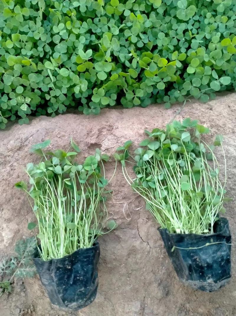 出售露天苗，千曲菜，松果菊，荷兰菊，白三叶，小盆福禄考
