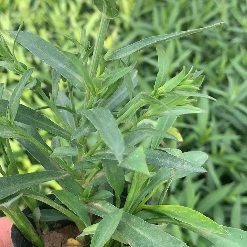 出售露天苗，千曲菜，松果菊，荷兰菊，白三叶，小盆福禄考