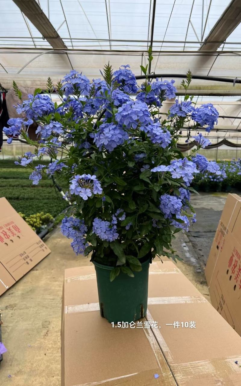 1.5加仑蓝雪花一箱10盆花头多又大实物实拍图发货基地发