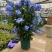 1.5加仑蓝雪花一箱10盆花头多又大实物实拍图发货基地发