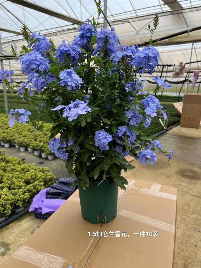 1.5加仑蓝雪花一箱10盆花头多又大实物实拍图发货基地发