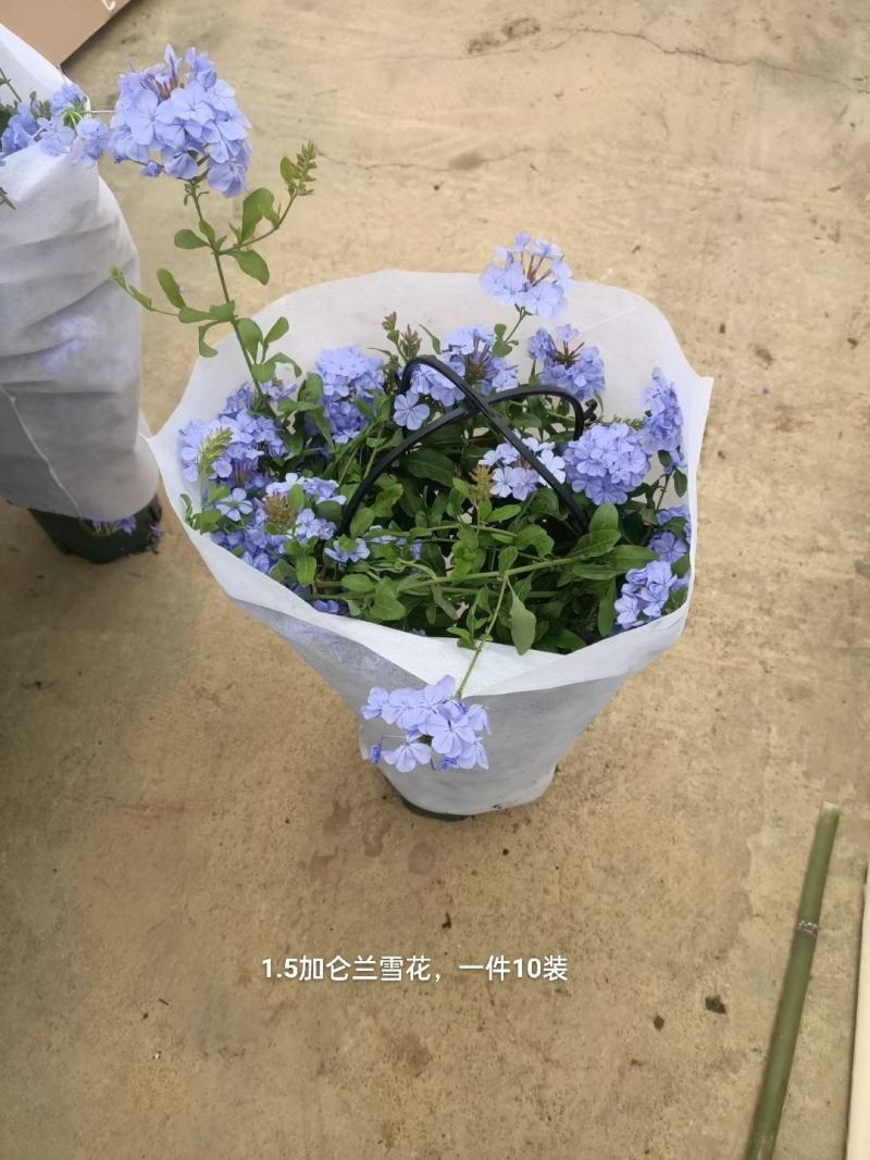 1.5加仑蓝雪花一箱10盆花头多又大实物实拍图发货基地发