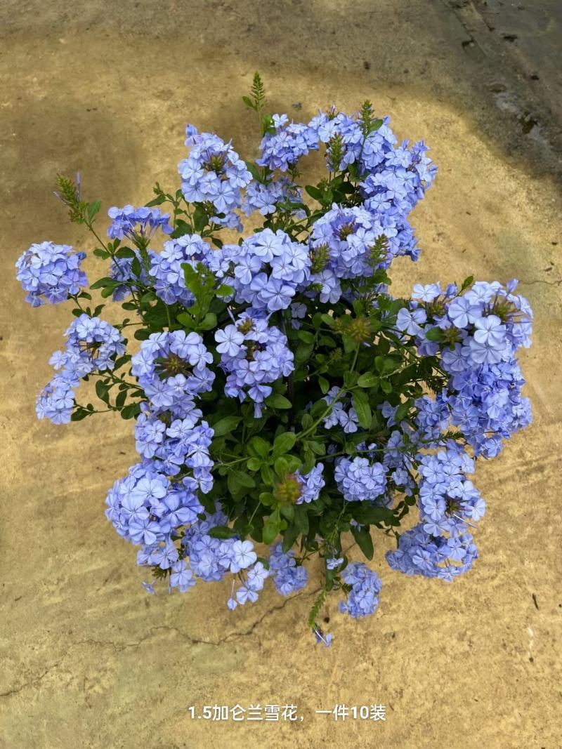 1.5加仑蓝雪花一箱10盆花头多又大实物实拍图发货基地发