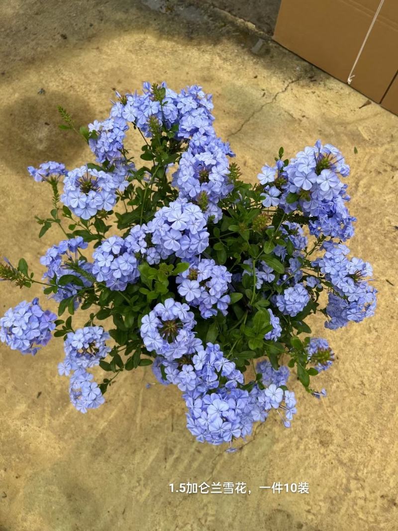 1.5加仑蓝雪花一箱10盆花头多又大实物实拍图发货基地发