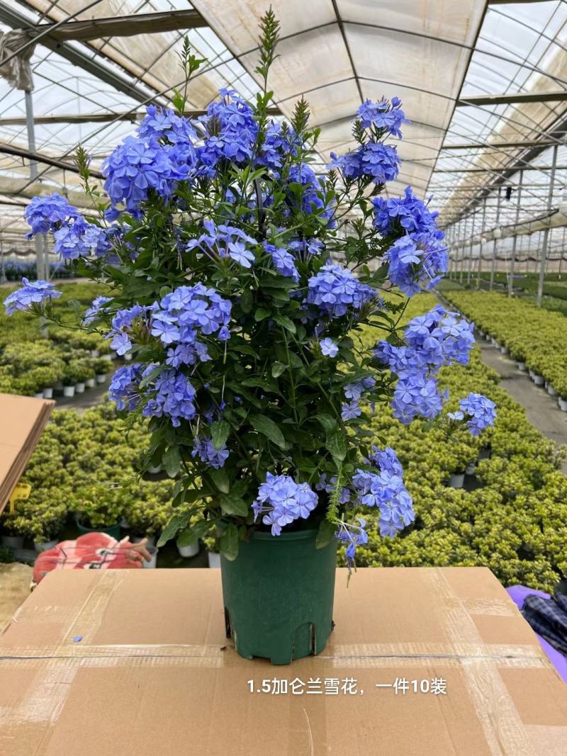 1.5加仑蓝雪花一箱10盆花头多又大实物实拍图发货基地发