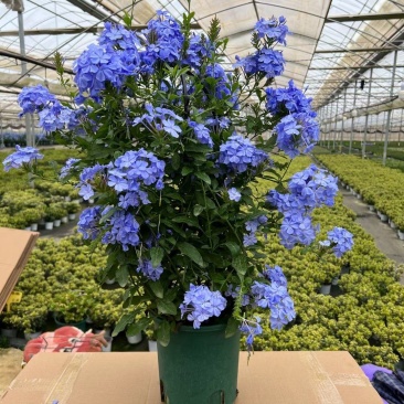 1.5加仑蓝雪花一箱10盆花头多又大实物实拍图发货基地发