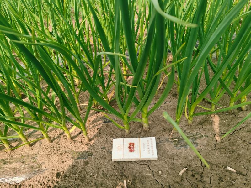 一点红蒜苗大量上市东北产地直销质量上乘对接商超品质
