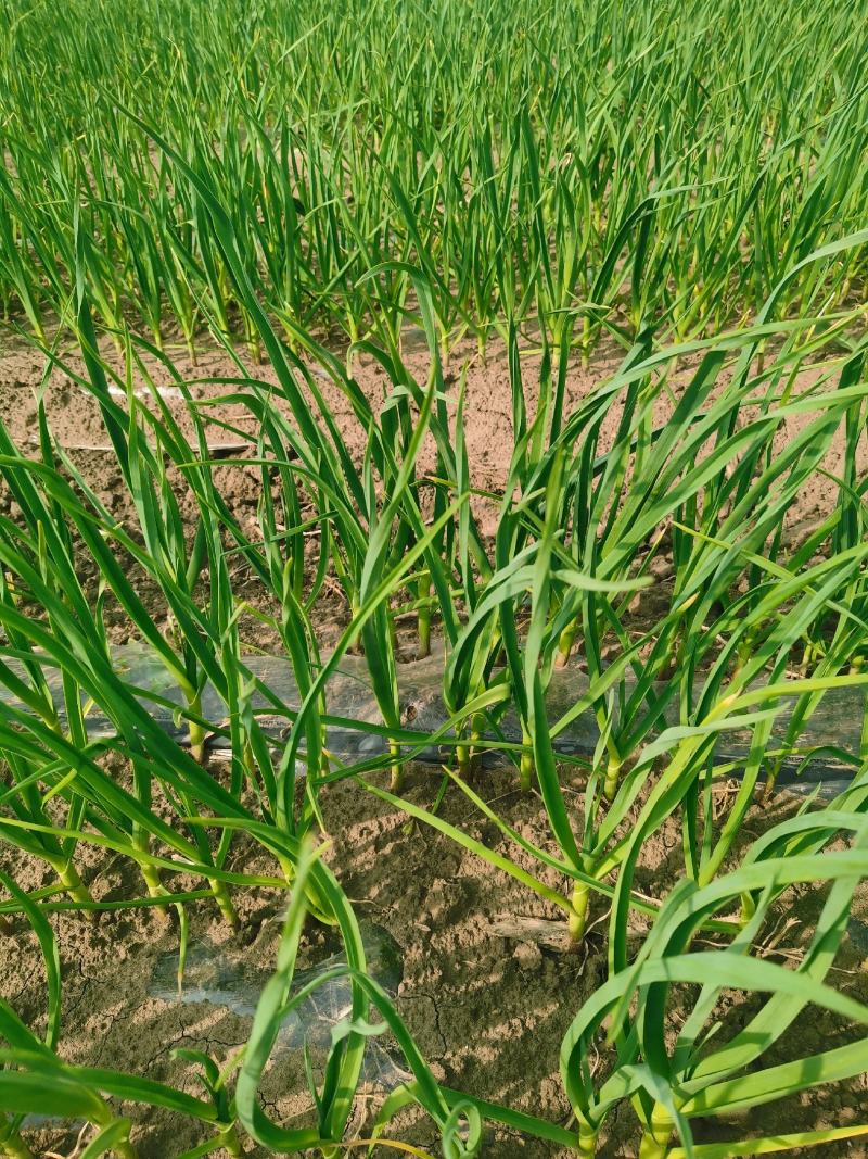 一点红蒜苗大量上市东北产地直销质量上乘对接商超品质