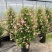1加仑塔状木槿花一箱12盆花苞非常多实物实拍图基地直发的