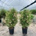 1加仑塔状木槿花一箱12盆花苞非常多实物实拍图基地直发的