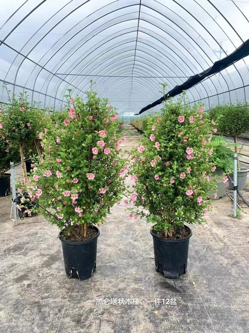 1加仑塔状木槿花一箱12盆花苞非常多实物实拍图基地直发的
