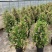 1加仑塔状木槿花一箱12盆花苞非常多实物实拍图基地直发的